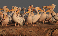 lezingen_senegal