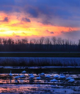 Kleine zwanen op een slaapplaats in De Noordwaard. Als je dichtbij zo'n groep vogels staat hoor je de hele tijd dat melancholieke geluid, getoeter uit verre, desolate oorden. (foto: Jacques van der Neut, Canon 5D Mark III, 500mm, vanuit de auto, op rijstzak.)  