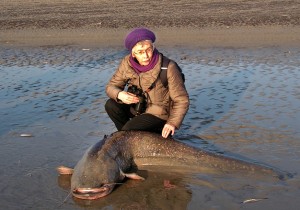 Bij het huidige spuiregime van de Haringvlietsluizen spoelt zoetwatervis, zoals deze reusachtige meerval, tijdens het spuien naar 'buiten' en legt dan het loodje. (foto: Jeanne Soetens)