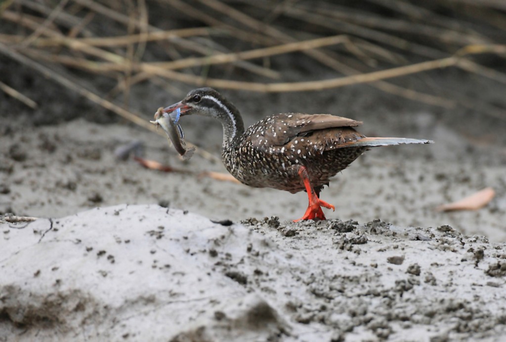 De watertrapper loopt met de gevangen slijkspringer in zijn snavel de oever op en verdwijnt in de weelderige begroeiing. (foto: Jacques van der Neut)