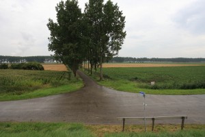 In de Hertogin Hedwigepolder liggen lange lanen, die worden omzoomd door populieren. (foto: Jacques van der Neut)