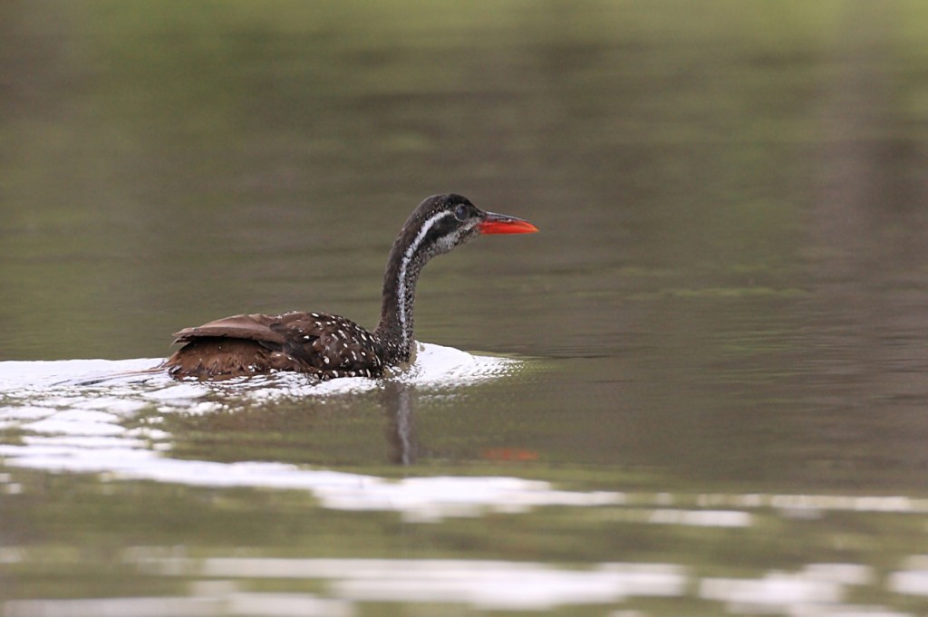 Plotseling verschijnt er een African finfoot naast de boot. (foto: Jacques van der Neut)