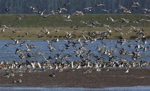 Bij laag water maken grutto's dankbaar gebruik van droogvallende zandplaten. (foto: Jacques van der Neut)