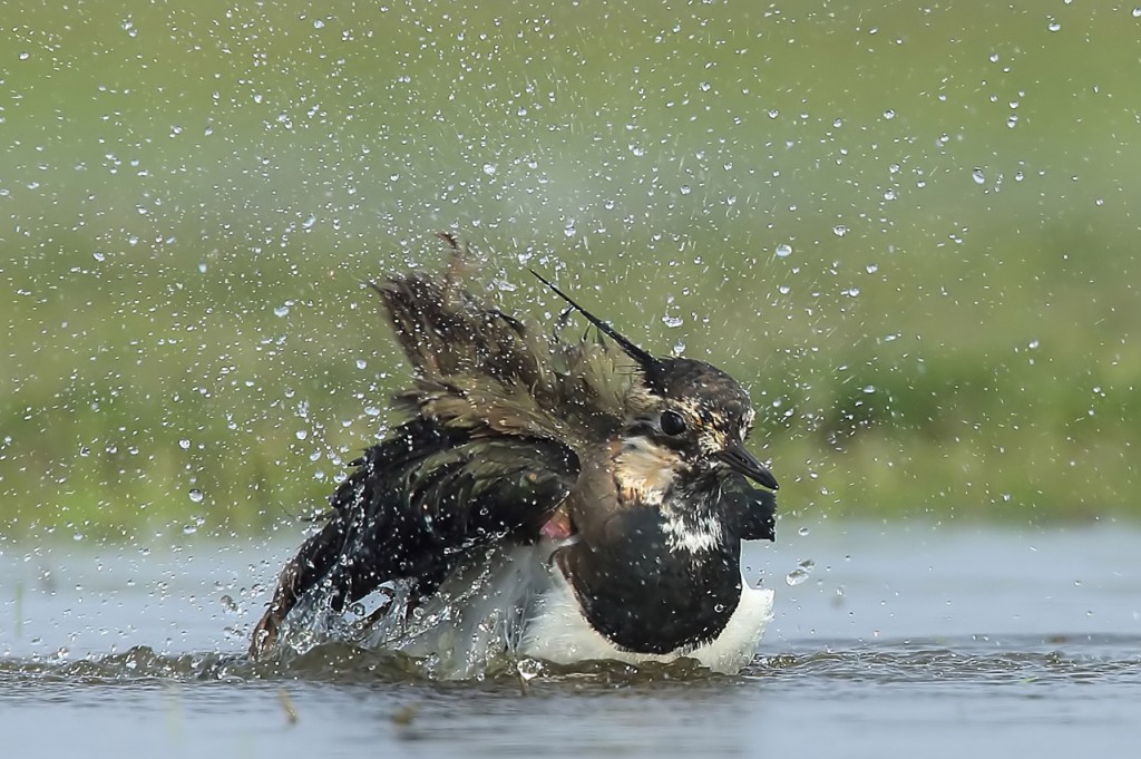 Een kievit neemt een bad in een ondiepe poel. (foto: Jacques van der Neut)