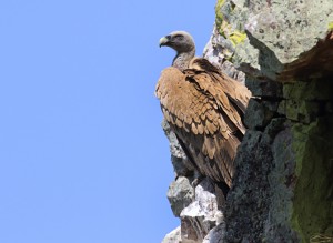 In Monfragüe verblijven veel vale gieren. (foto: Jacques van der Neut)