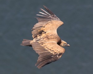 Bij een harde wind zeilen de reusachtige vale gieren vlak langs het kasteel in Monfragüe. (foto: Jacques van der Neut) 