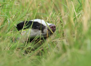 Een nieuwsgierige das steekt zijn kop uit de vegetatie. (foto: Jacques van der Neut)