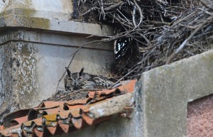 De oehoe broedt zonder enige vorm van bescherming. (foto: Jacques van der Neut)