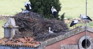 Een broedende oehoe (naast de schoorsteen) omringd door lawaaierige ooievaars. (foto: Jacques van der Neut)