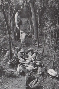 Kooiker Wim van der Stelt bij zijn 'vaste stal' op de Benedenste Beversluisplaat. (foto: Jacques van der Neut)