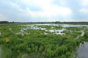 De vernatting van de Onnerpolder werkt als een magneet op water- en moerasvogels. (foto: Jacques van der Neut)