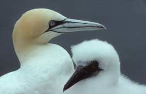 gannet