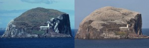 Zo zag de Bass Rock er in 1977 uit. De kop is begroeid met kruiden en grassen. In 2009 zag de kop wit van de broeden Jan van Genten. Alsof het had gesneeuwd. (foto; Jacques van der Neut)