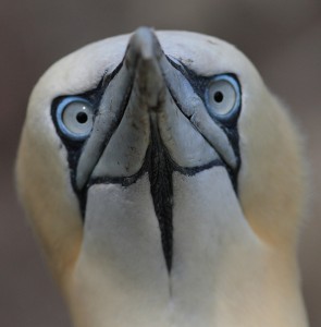 gannet1