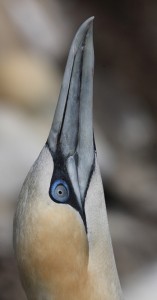 gannet2