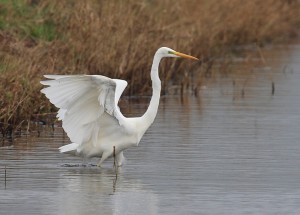 grotezilverreiger