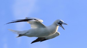 gannet_website