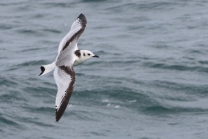 kittiwake_website