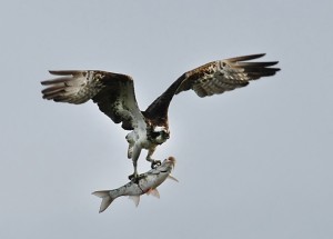 Biesbosch_visarend