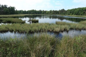 dwingelderveld