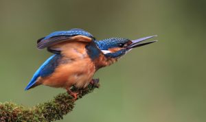 kingfisher