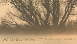 birds_waterfowl-in-the-mist