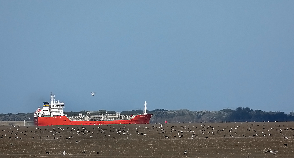 Deze afbeelding heeft een leeg alt-attribuut; de bestandsnaam is Westerschelde_hoogeplaten_0016.jpg